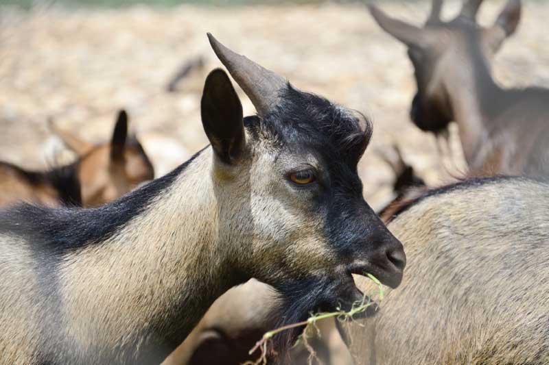 Goats are grown on North Caicos.